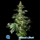 Heaven's Fruit - PHILOSOPHER SEEDS | TanieSianie.pl