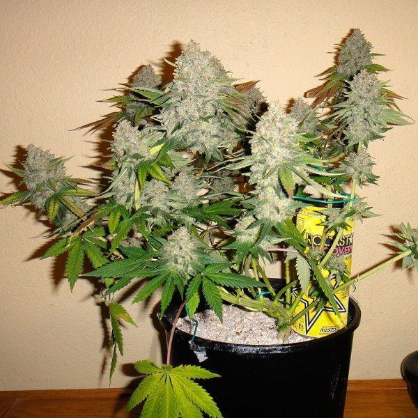 Bubblelicious Auto - NIRVANA | TanieSianie.pl