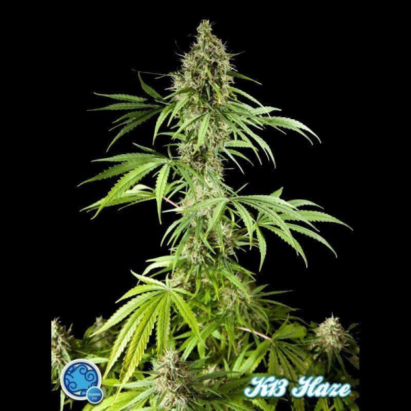 K 13 Haze - PHILOSOPHER SEEDS | TanieSianie.pl