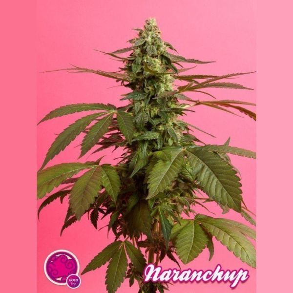 Narachup - PHILOSOPHER SEEDS | TanieSianie.pl