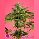 SugarJuani - PHILOSOPHER SEEDS | TanieSianie.pl