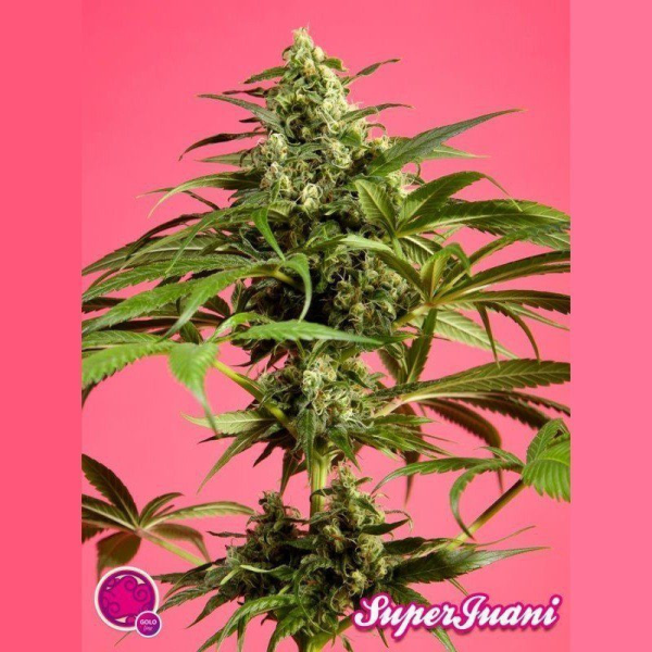 SugarJuani - PHILOSOPHER SEEDS | TanieSianie.pl