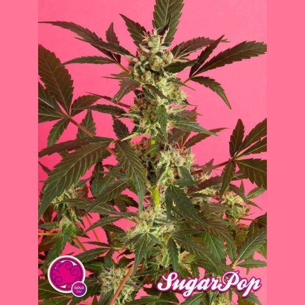 SugarPop - PHILOSOPHER SEEDS | TanieSianie.pl