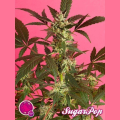 SugarPop - PHILOSOPHER SEEDS