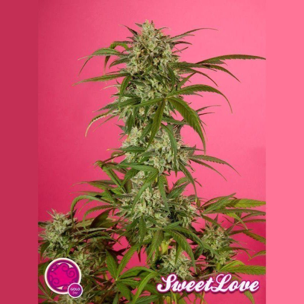 SweetLove - PHILOSOPHER SEEDS | TanieSianie.pl