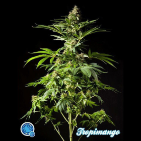 Tropimango - PHILOSOPHER SEEDS | TanieSianie.pl