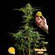 White Yoda Auto - PHILOSOPHER SEEDS | TanieSianie.pl