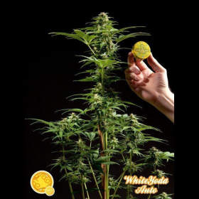 White Yoda Auto - PHILOSOPHER SEEDS | TanieSianie.pl