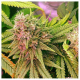 Bubblelicious Auto - NIRVANA | TanieSianie.pl