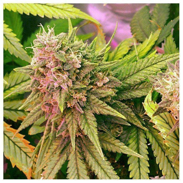 Bubblelicious Auto - NIRVANA | TanieSianie.pl
