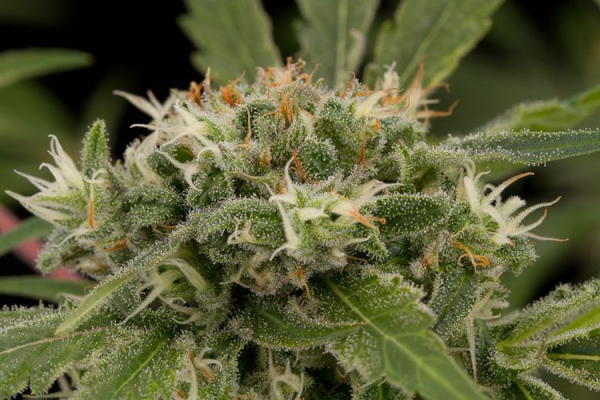 Strawberry Amnesia - DINAFEM | TanieSianie.pl