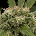 Strawberry Amnesia - DINAFEM