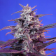 Bloody Skunk Auto - SWEET SEEDS | TanieSianie.pl