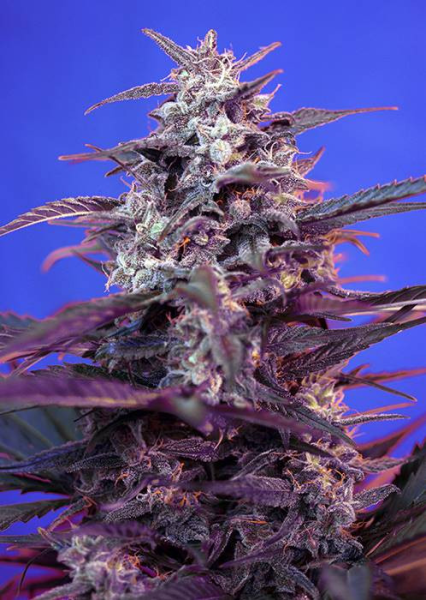 Bloody Skunk Auto - SWEET SEEDS | TanieSianie.pl