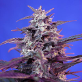 Bloody Skunk Auto - SWEET SEEDS