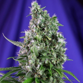 Sweet Trainwreck Auto - SWEET SEEDS | TanieSianie.pl