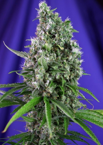 Sweet Trainwreck Auto - SWEET SEEDS | TanieSianie.pl