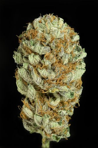 Blue Kush - DINAFEM | TanieSianie.pl