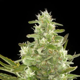Critical + Auto - DINAFEM | TanieSianie.pl