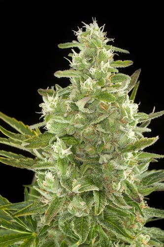 Critical + Auto - DINAFEM | TanieSianie.pl