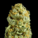 Critical Cheese - DINAFEM | TanieSianie.pl