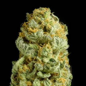 Critical Cheese - DINAFEM | TanieSianie.pl