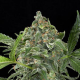 White Cheese Auto - DINAFEM | TanieSianie.pl