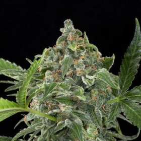 White Cheese Auto - DINAFEM | TanieSianie.pl