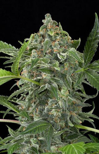 White Cheese Auto - DINAFEM | TanieSianie.pl