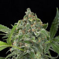 White Cheese Auto - DINAFEM