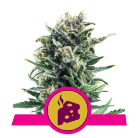 Blue Cheese - ROYAL QUEEN SEEDS | TanieSianie.pl