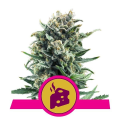 Blue Cheese - ROYAL QUEEN SEEDS