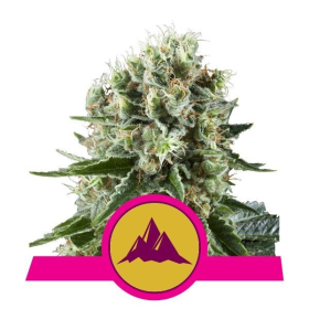 Critical Kush - ROYAL QUEEN SEEDS | TanieSianie.pl
