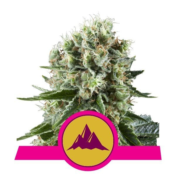 Critical Kush - ROYAL QUEEN SEEDS | TanieSianie.pl