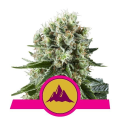 Critical Kush - ROYAL QUEEN SEEDS