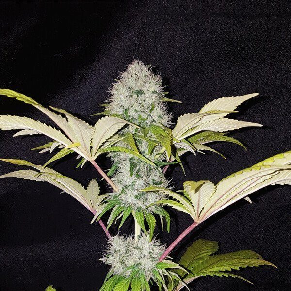 Critical Kush - ROYAL QUEEN SEEDS | TanieSianie.pl