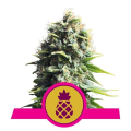Pineapple Kush - ROYAL QUEEN SEEDS