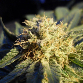 Blue Mystic Auto - NIRVANA | TanieSianie.pl