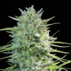 SexBud - FEMALE SEEDS | TanieSianie.pl