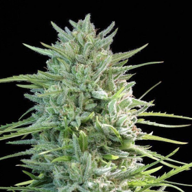 SexBud - FEMALE SEEDS | TanieSianie.pl