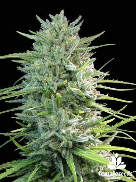 SexBud - FEMALE SEEDS | TanieSianie.pl