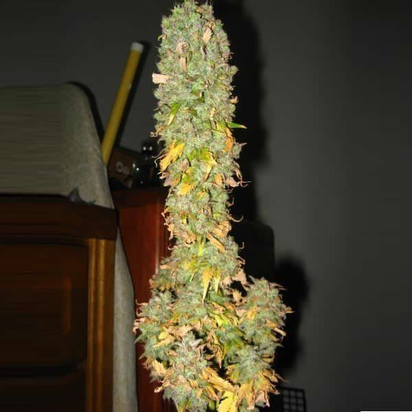 Blue Mystic Auto - NIRVANA | TanieSianie.pl