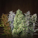 Ace Mix - ACE SEEDS | TanieSianie.pl