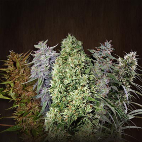 Ace Mix - ACE SEEDS | TanieSianie.pl