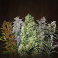 Ace Mix - ACE SEEDS