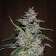 China Yunnan - ACE SEEDS | TanieSianie.pl