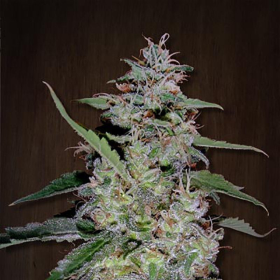 China Yunnan - ACE SEEDS | TanieSianie.pl