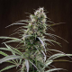 Congo - ACE SEEDS | TanieSianie.pl