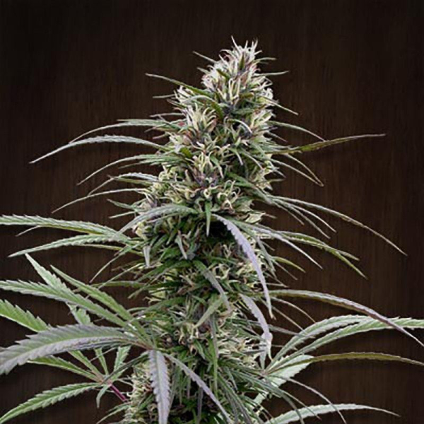 Congo - ACE SEEDS | TanieSianie.pl