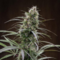 Congo - ACE SEEDS